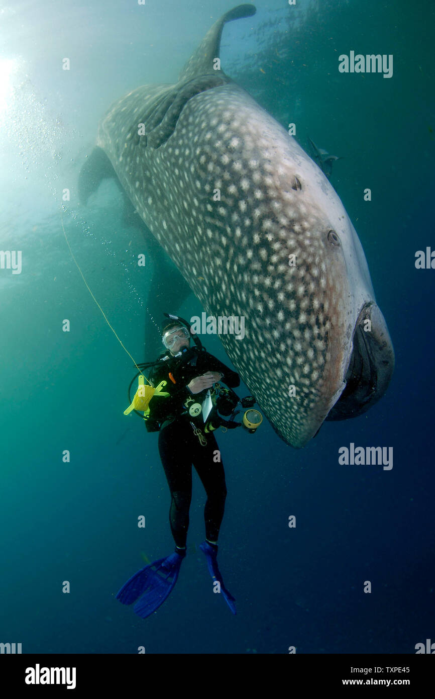 SCUBA Instructor Terri Coburn inspects the carcass of a whale shark which was found approximately one mile offshore from Pompano Beach, Florida on June 10, 2006.The cause of death of the shark was not readily apparent. The whale shark is not indigenous to the waters off of South Florida and sighting them is quite rare. (UPI Photo/Joe Marino) Stock Photo