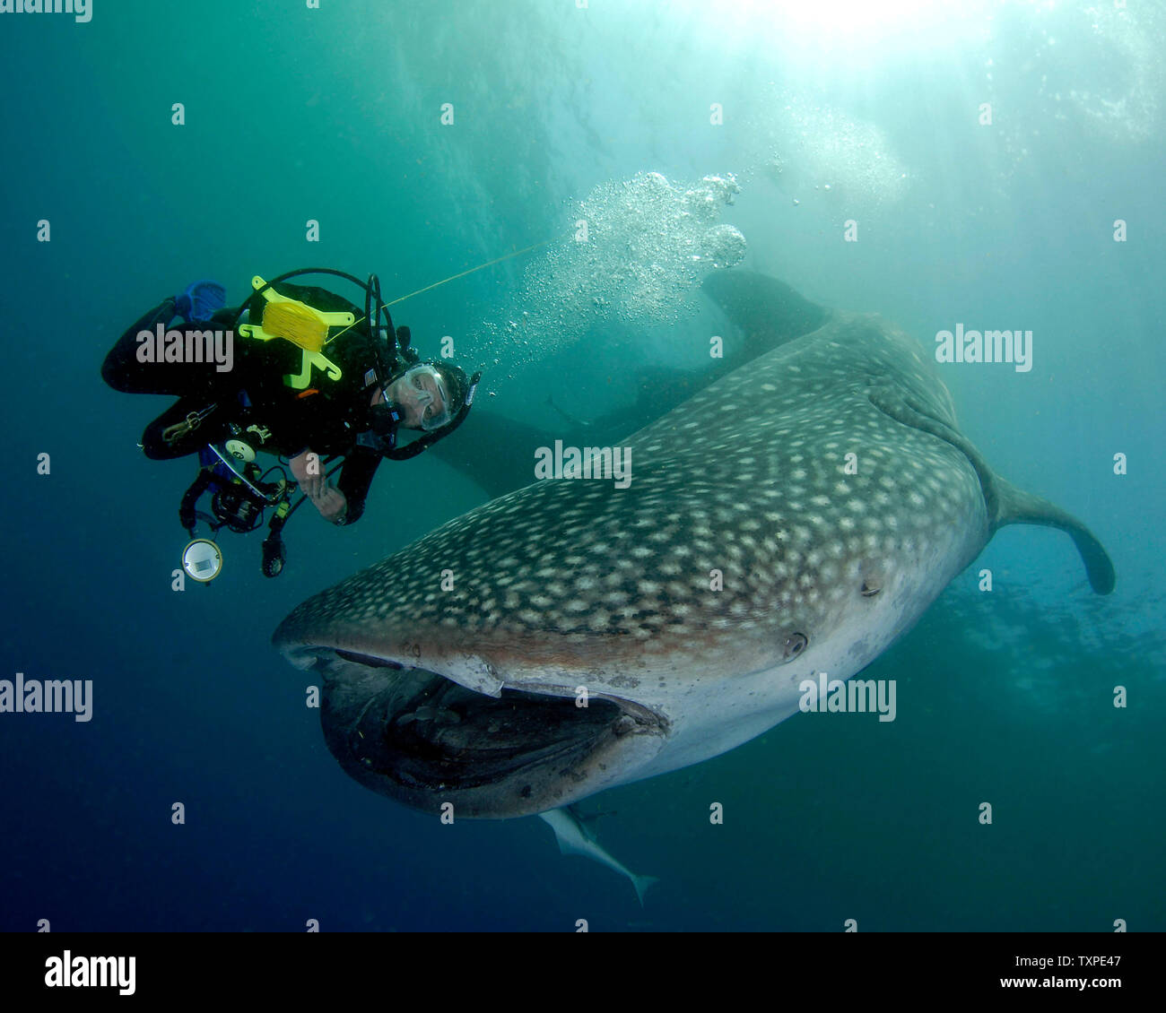 SCUBA Instructor Terri Coburn inspects the carcass of a whale shark which was found approximately one mile offshore from Pompano Beach, Florida on June 10, 2006.The cause of death of the shark was not readily apparent. The whale shark is not indigenous to the waters off of South Florida and sighting them is quite rare. (UPI Photo/Joe Marino) Stock Photo