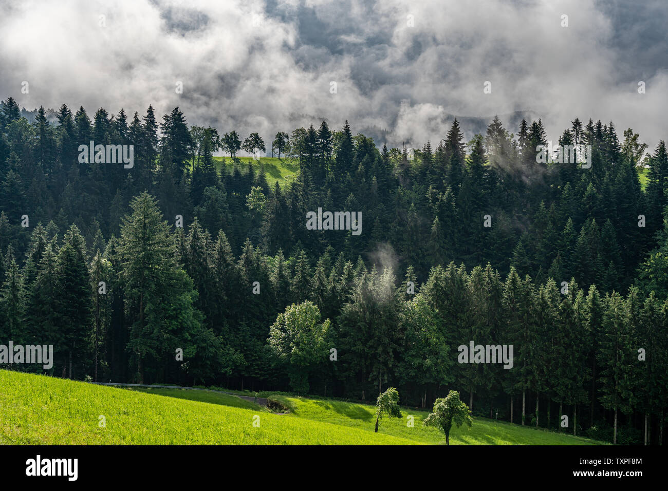 Trees in black forest germany hi-res stock photography and images - Alamy