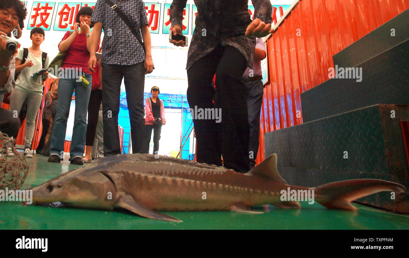 Journalists look at a farmraised sturgeon to be sold at a local market