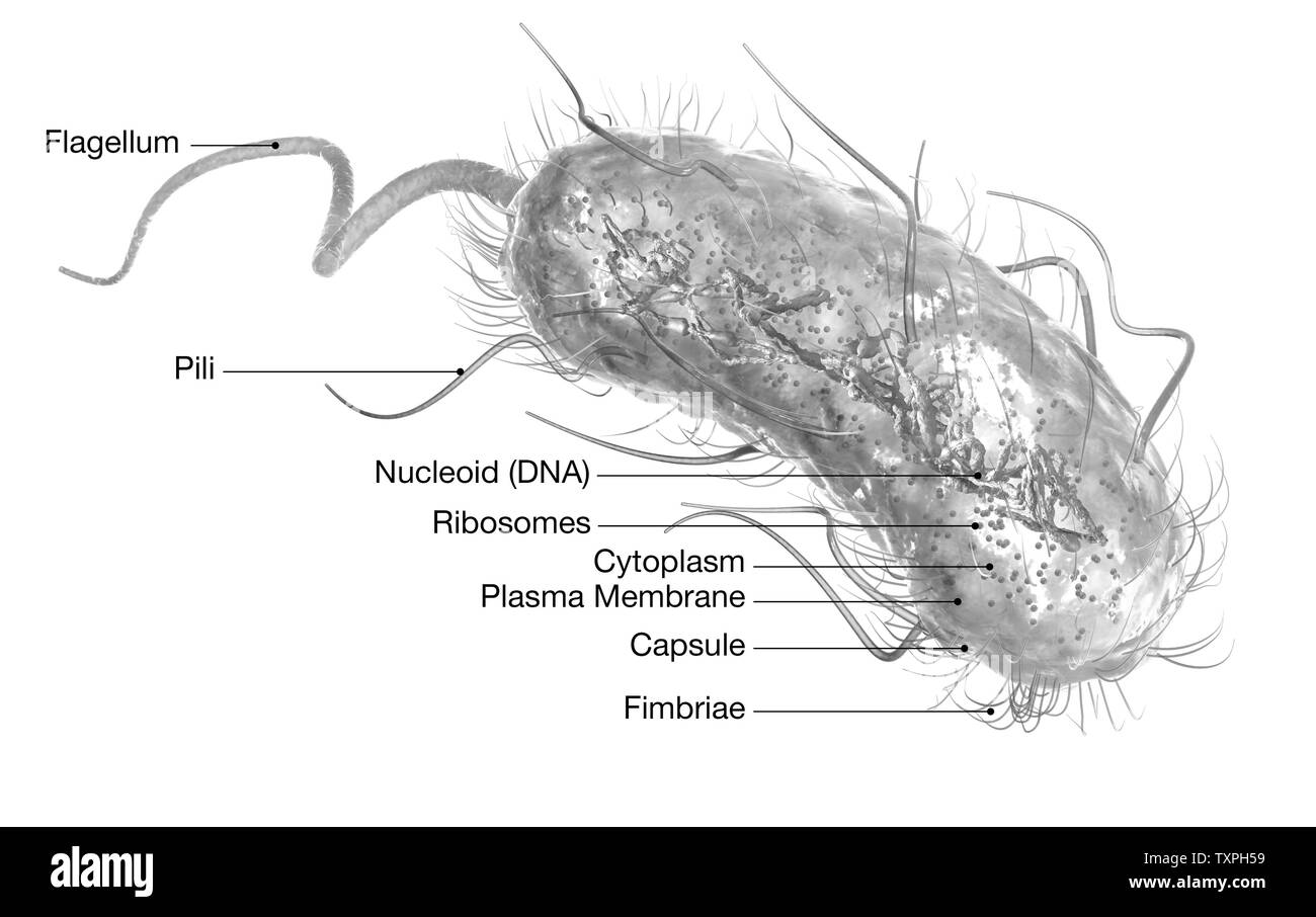 Illustration showing Escherichia coli bacteria (E. coli) with Nucleoid (DNA), Ribosomes, Cytoplasm, Flagellum and Fimbriae Stock Photo