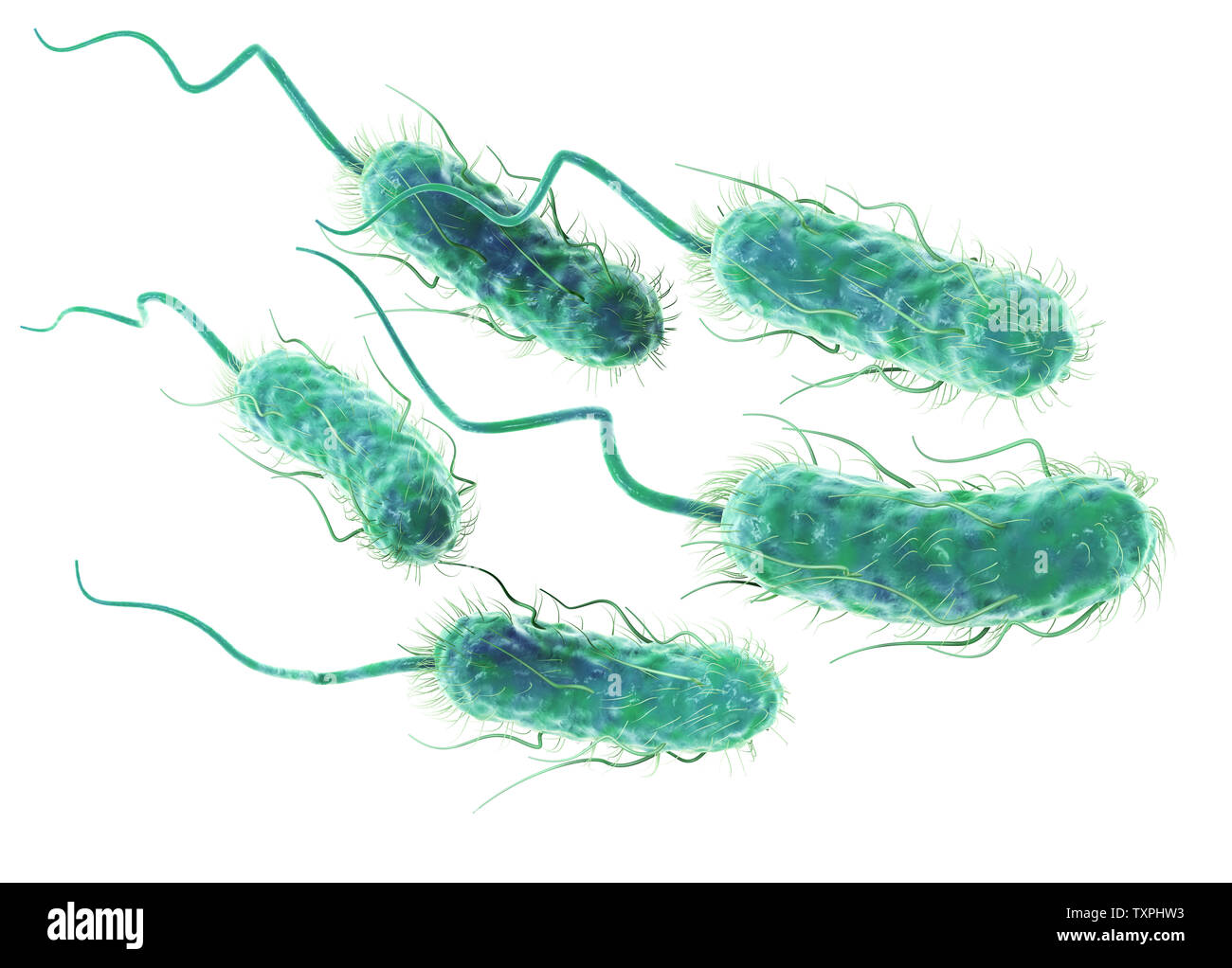 Illustration showing Escherichia coli bacteria (E. coli) Stock Photo