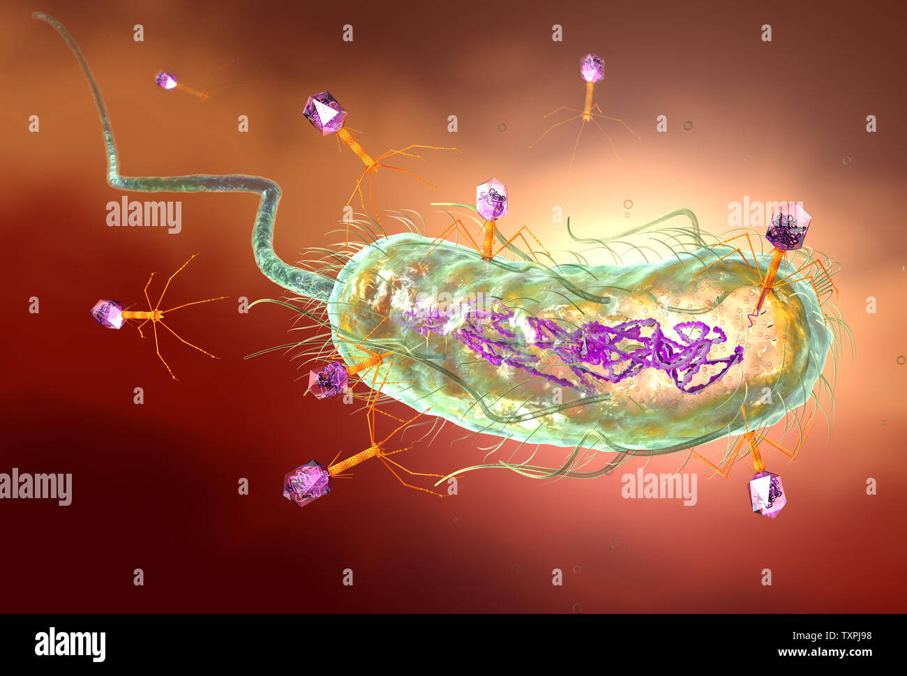 Illustration showing bacteriophage attacking E. coli bacteria and