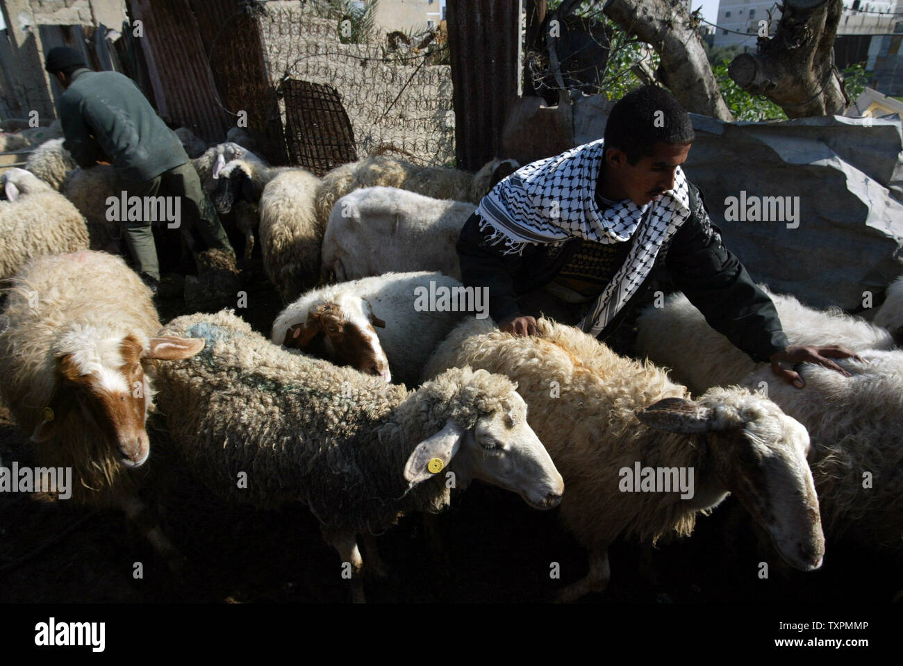 Buying Sheep High Resolution Stock Photography and Images - Alamy