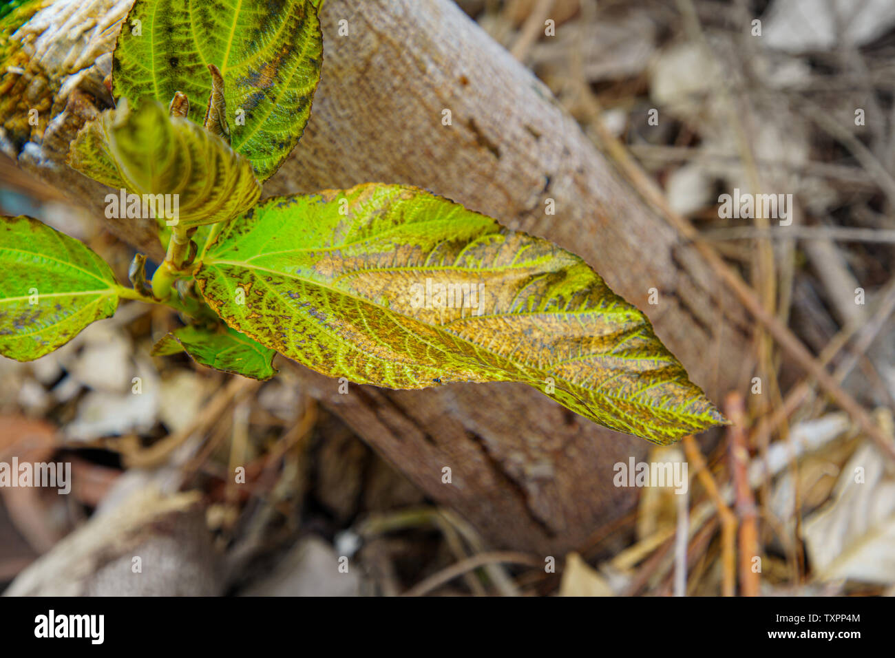 Leaf closeup Leaves that tree are injected with insecticides, Herbicide