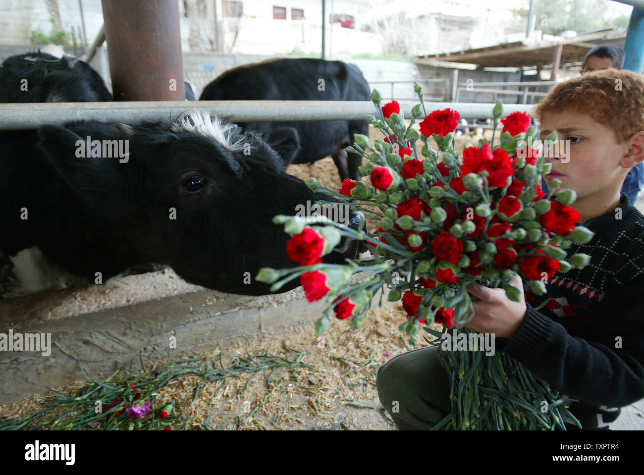 A Palestinian boy feeds flowers to cows on a farm in southern Gaza on February 14, 2008. Palestinians in Gaza, unable to ship their flowers to Europe for Valentine's Day because of Israeli export restrictions, dumped two truckloads of flowers at the Sufa border crossing with the Jewish state on Thursday and fed some of the crop to livestock. (UPI Photo/Ismael Mohamad) Stock Photo