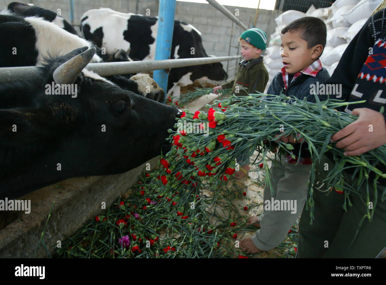 A Palestinian boy feeds flowers to cows on a farm in southern Gaza on February 14, 2008. Palestinians in Gaza, unable to ship their flowers to Europe for Valentine's Day because of Israeli export restrictions, dumped two truckloads of flowers at the Sufa border crossing with the Jewish state on Thursday and fed some of the crop to livestock. (UPI Photo/Ismael Mohamad) Stock Photo