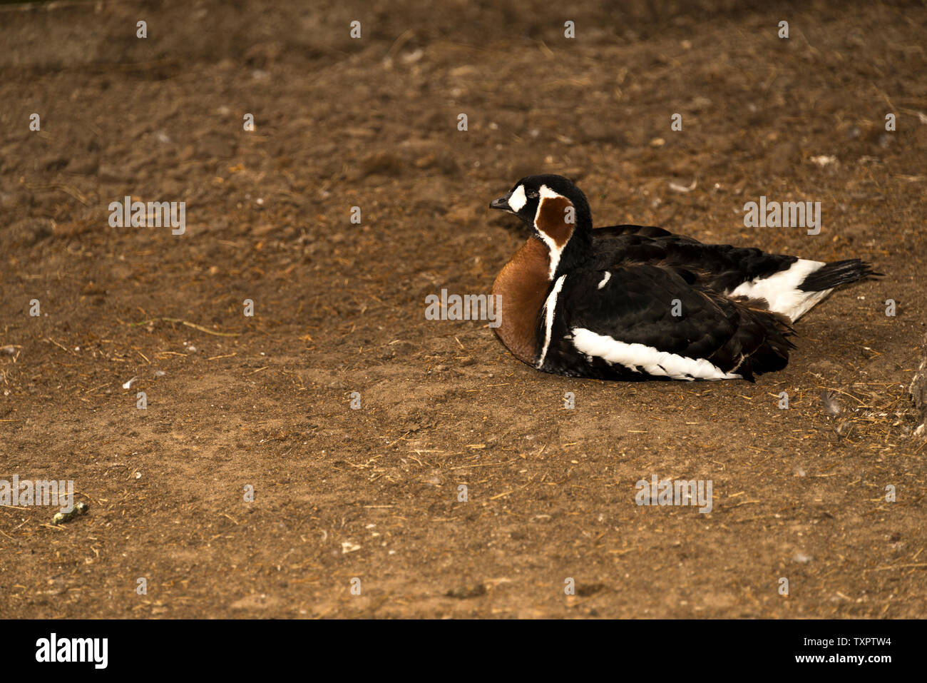 Red-Breasted Goose (Branta ruficollis) Stock Photo