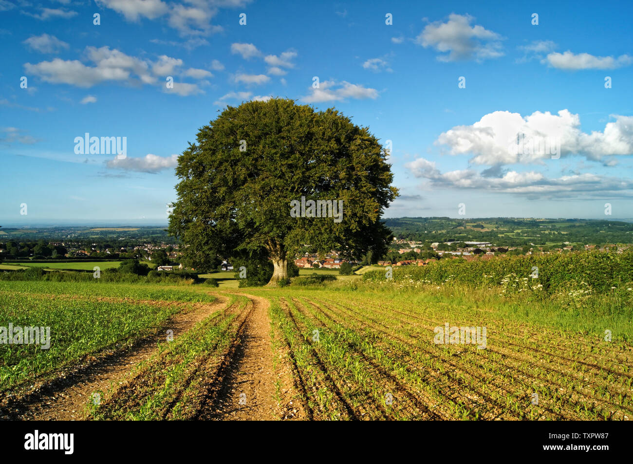 UK,Somerset,Chard,Snowdon Hill,Ploughed Field,Young Crops & Beech Trees overlooking Chard Stock Photo