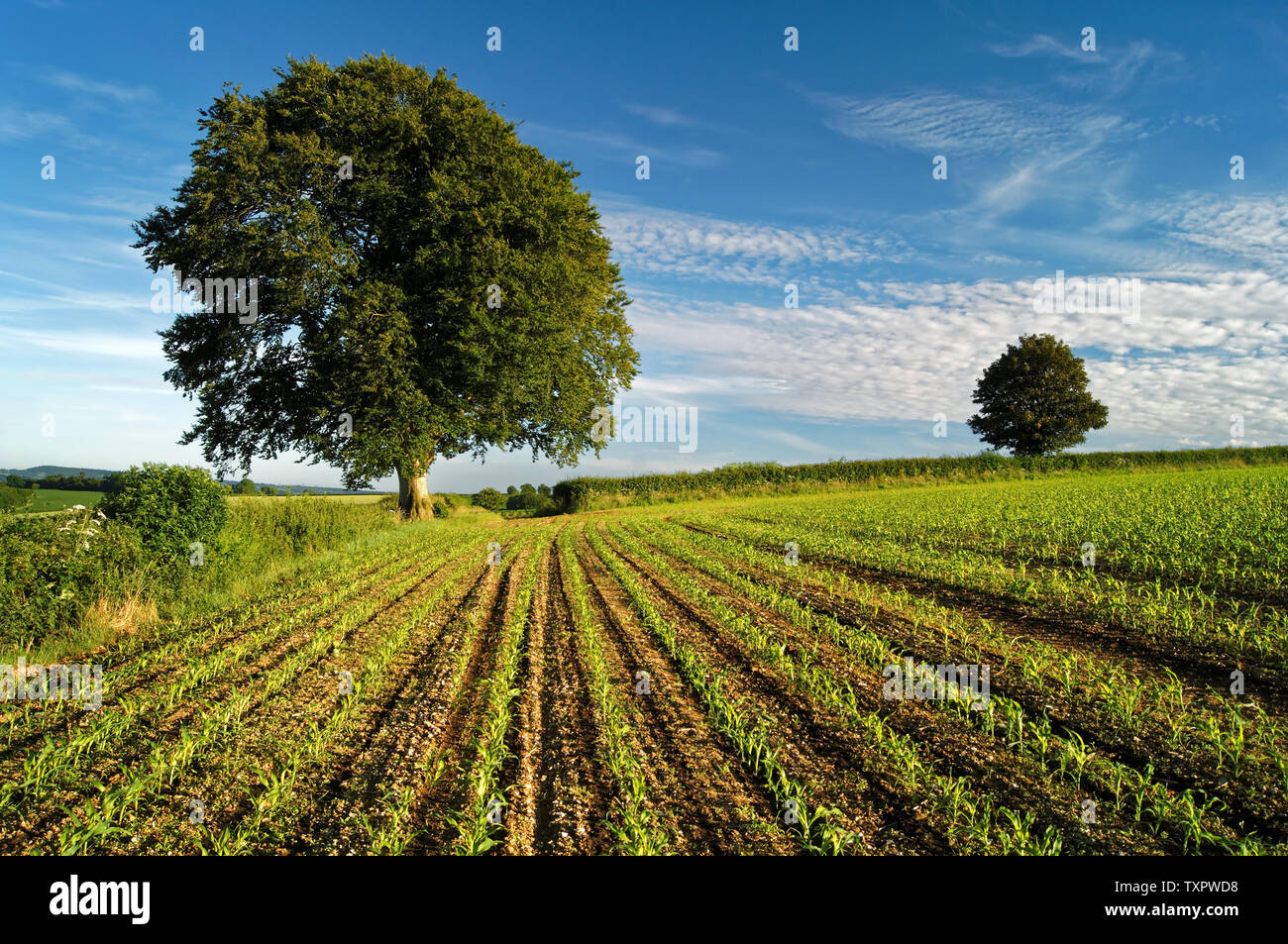 UK,Somerset,Chard,Snowdon Hill,Ploughed Field,Young Crops & Beech Trees Stock Photo