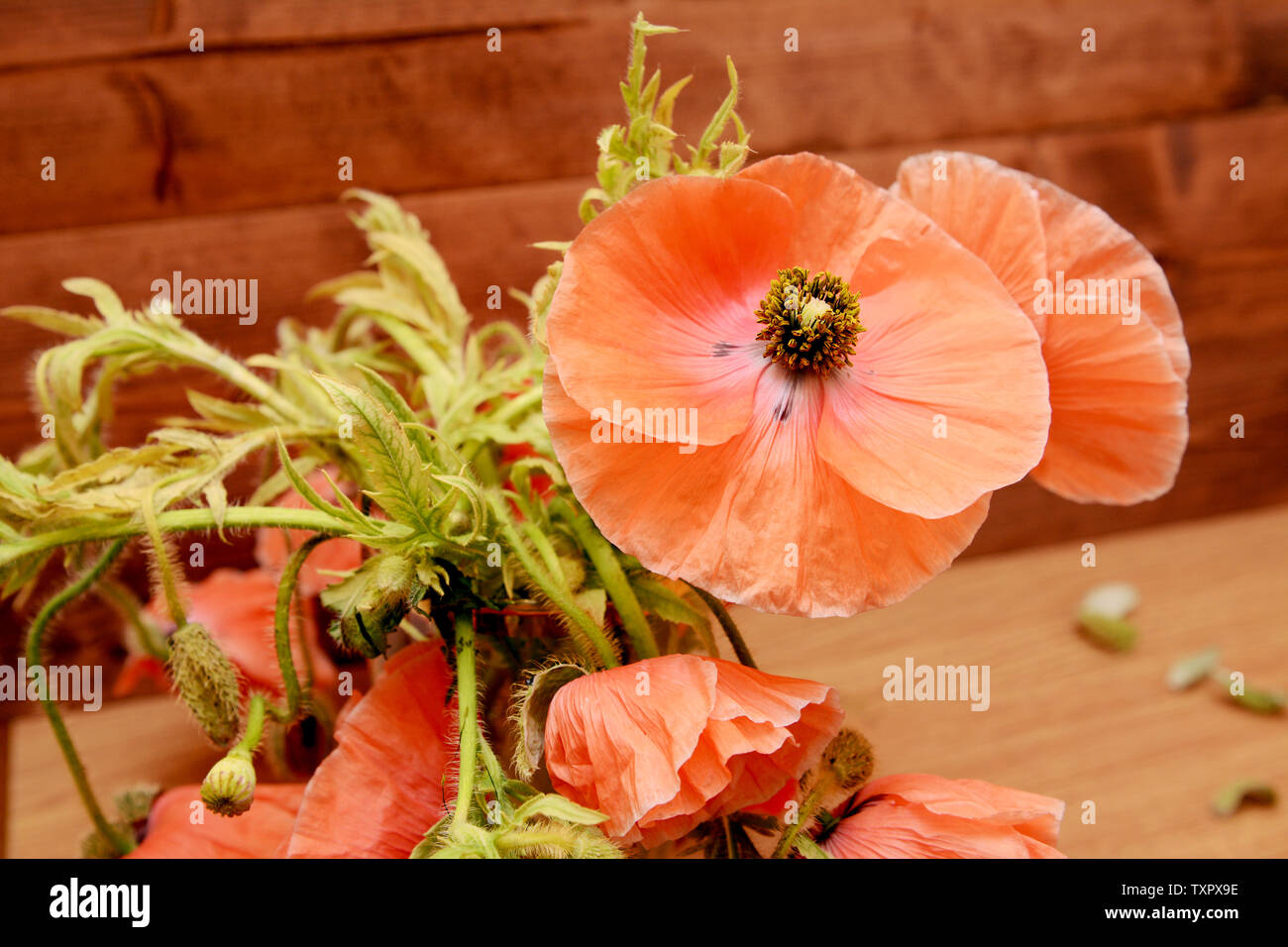 Pink poppy in selective focus among tangled foliage and flowers against a wooden background Stock Photo