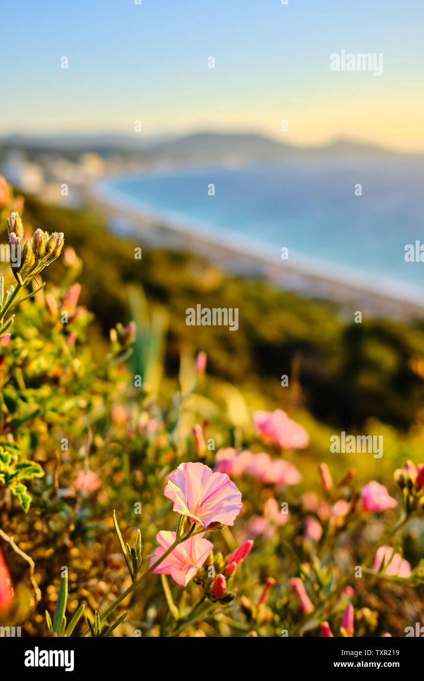 pink flower in soft evening light in the foreground and coast with sea in the background Stock Photo