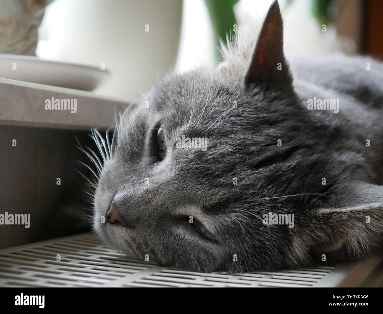 Sleeping Cat Stock Photo