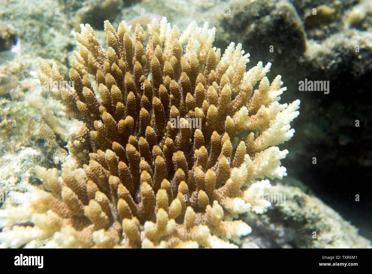 A growing coral in the sea of Togian islands, Indonesia Stock Photo