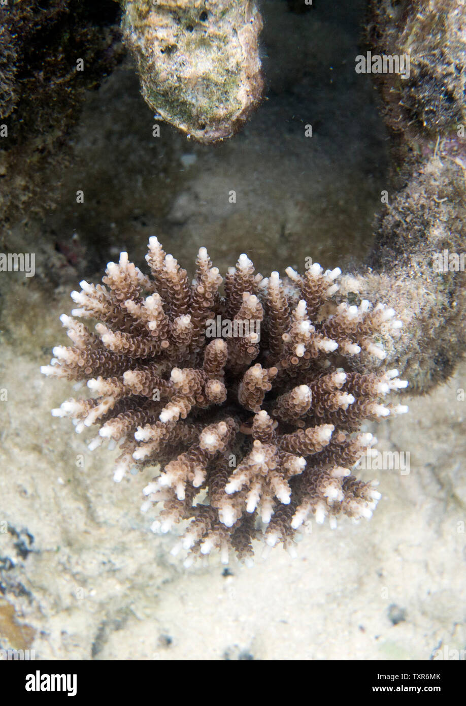 A growing coral in the sea of Togian islands, Indonesia Stock Photo