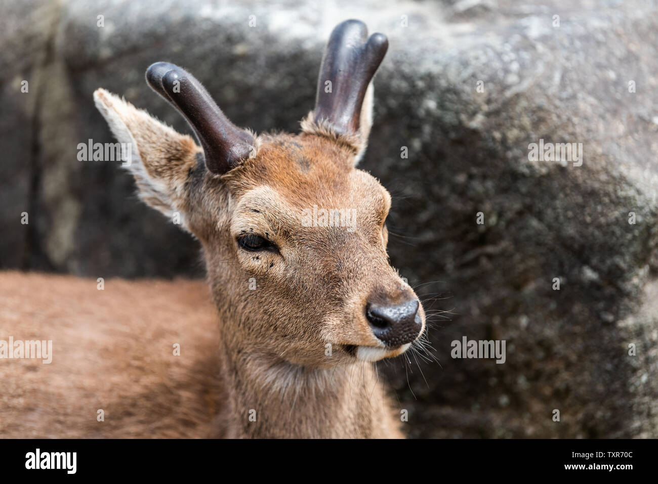 Nara, Japan street park in downtown city with deer head face closeup with antlers Stock Photo