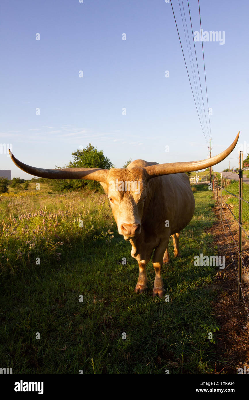 Longhorn Bull at Sunrise in Austin Texas Stock Photo