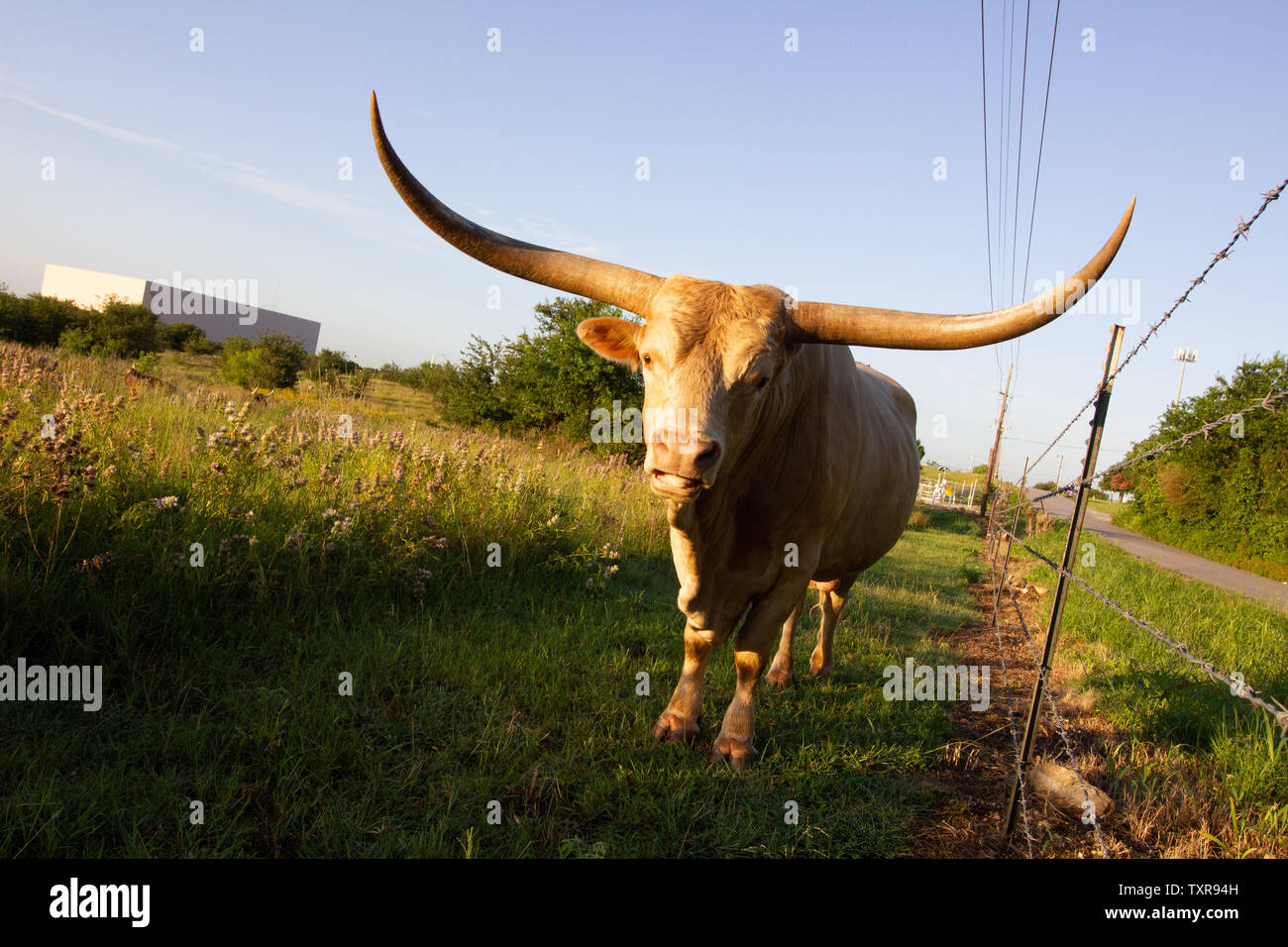 Longhorn Bull at Sunrise in Austin Texas Stock Photo