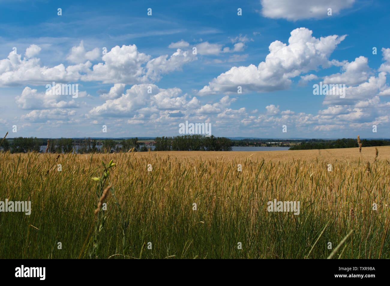 Feld mit blauen Himmel Stock Photo