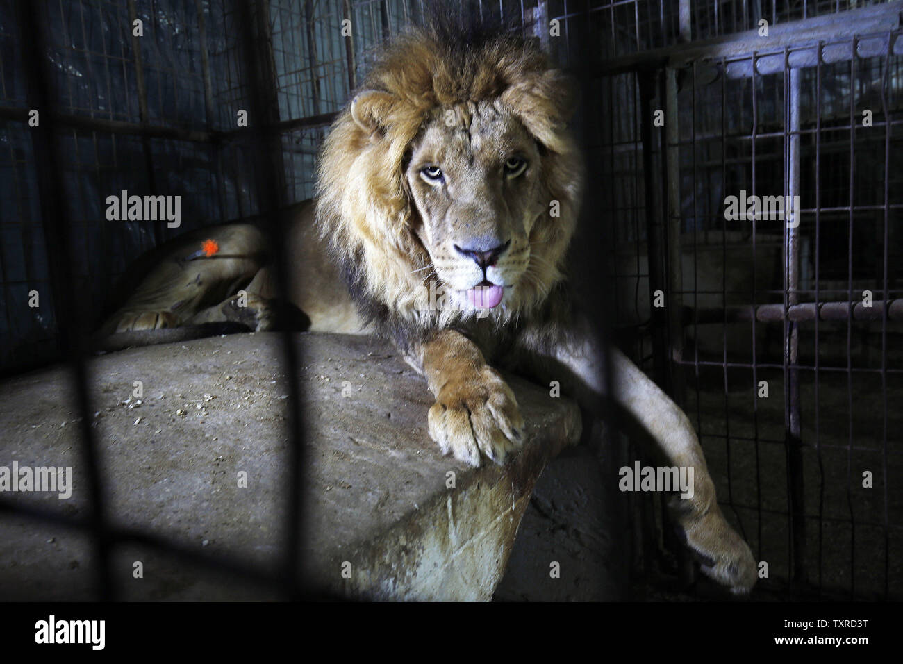 A sedated lion lies in a cage at the Gaza zoo, as technicians prepare