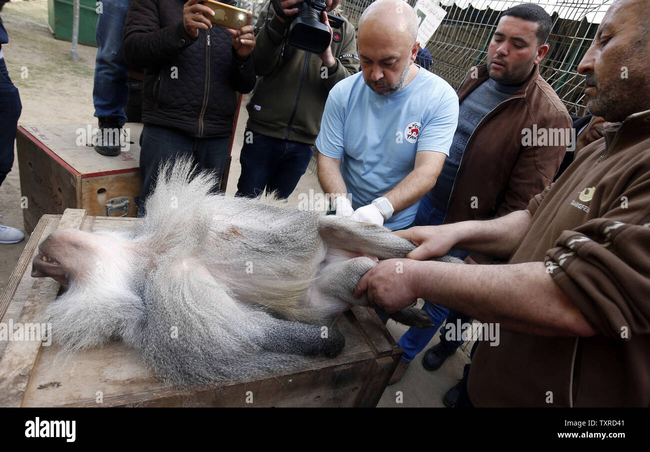 Members of the international animal welfare charity "Four Paws" carry a