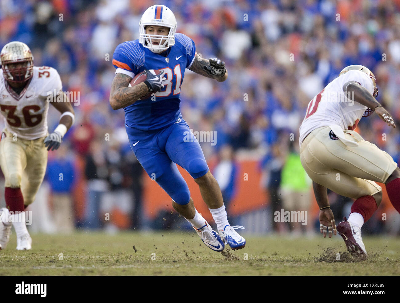Florida Gator tight end Aaron Hernandez scores the second touchdown against the Florida State Seminoles in the first half of their NCAA football game in Gainesville, Florida November 28, 2009.  UPI/Mark Wallheiser Stock Photo
