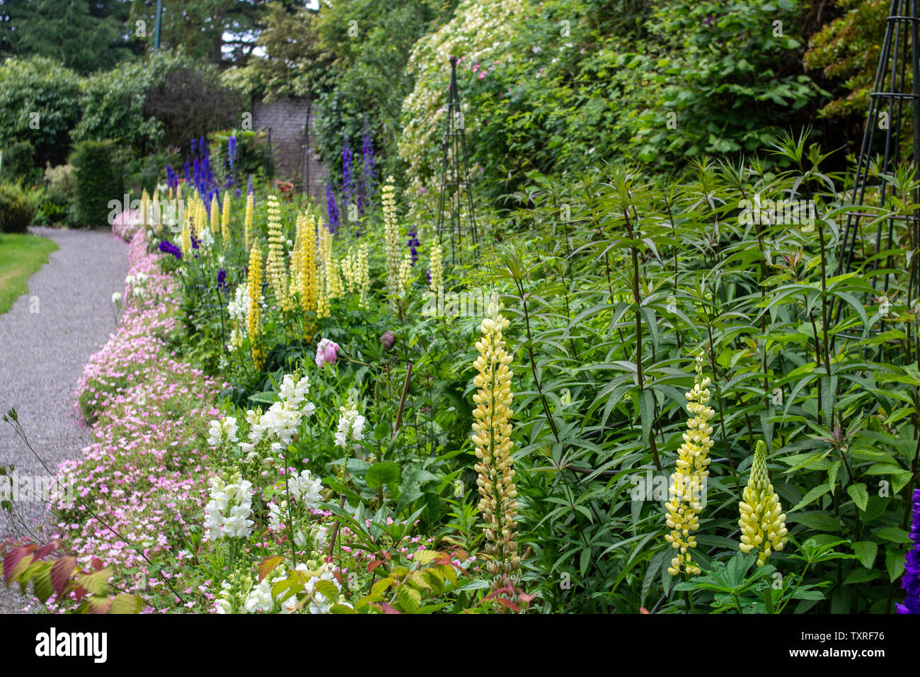 Herbaceous border growing along a gravel path, with a wide variety of colourful plants. Stock Photo