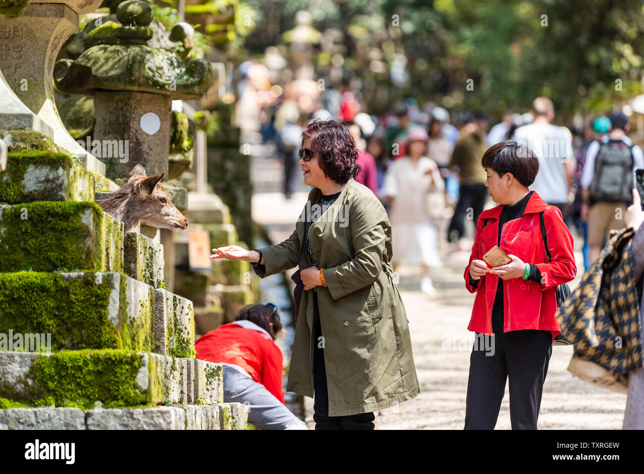 Nara, Japan - April 14, 2019: People feeding deer in Kasuga taisha shrine and happy women on road street Stock Photo