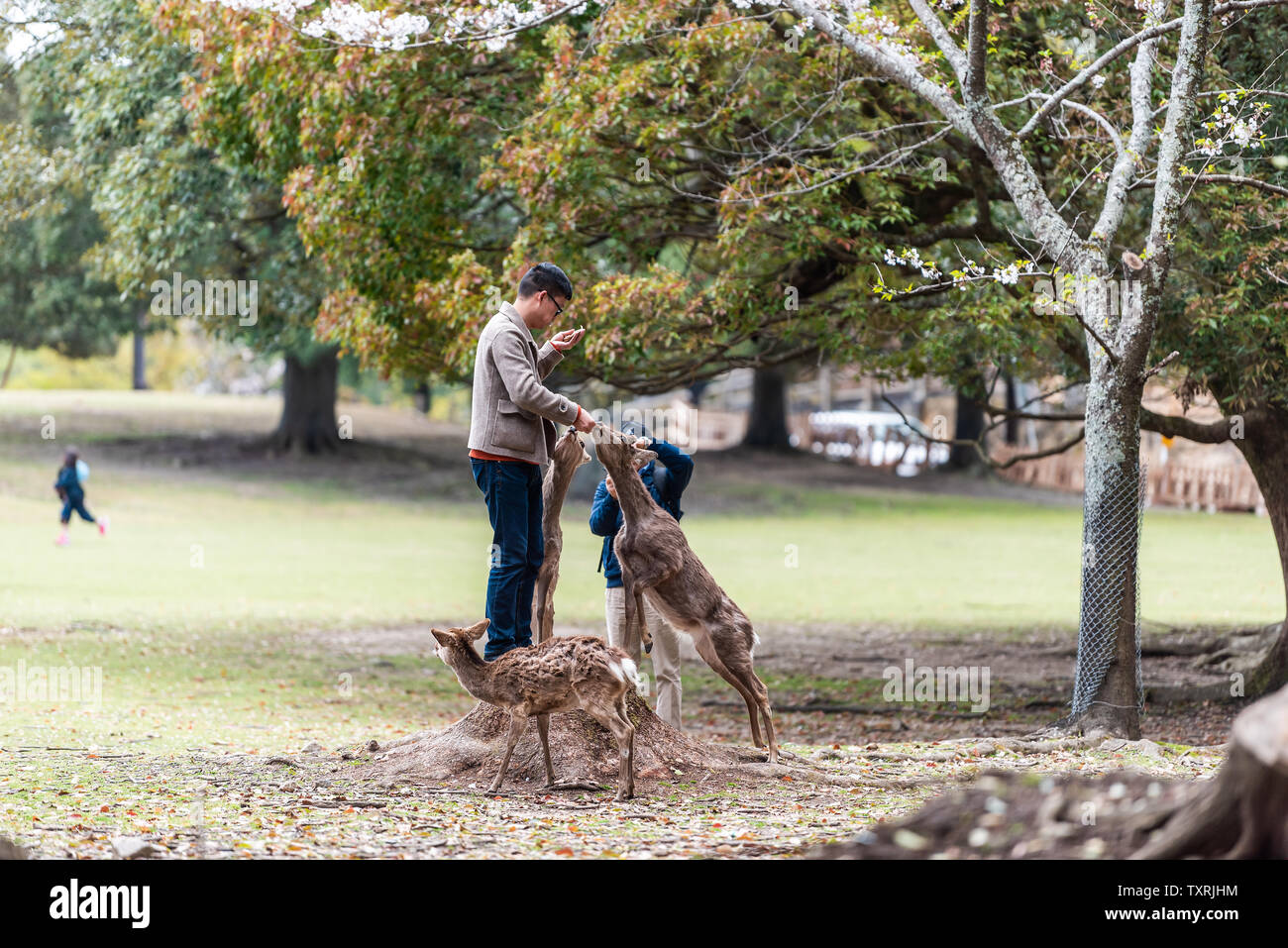 Nara, Japan - April 14, 2019: People tourist on city park feeding training deer up feeding rice crackers and trick Stock Photo