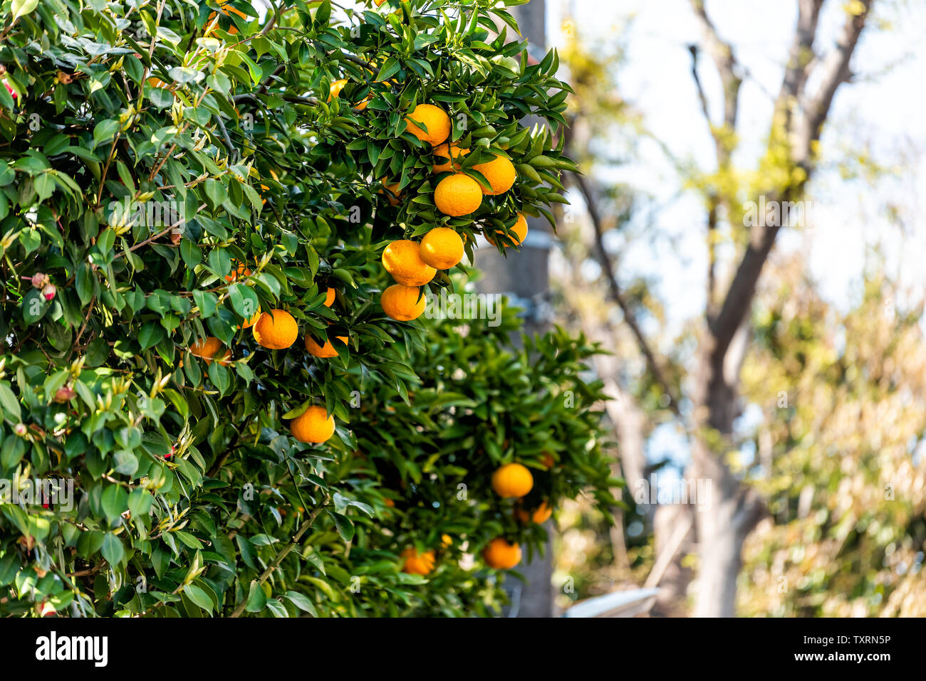 Many Japanese Pomelo satsuma mandarin orange growing on tree in Takasegawa river in Kyoto, Japan