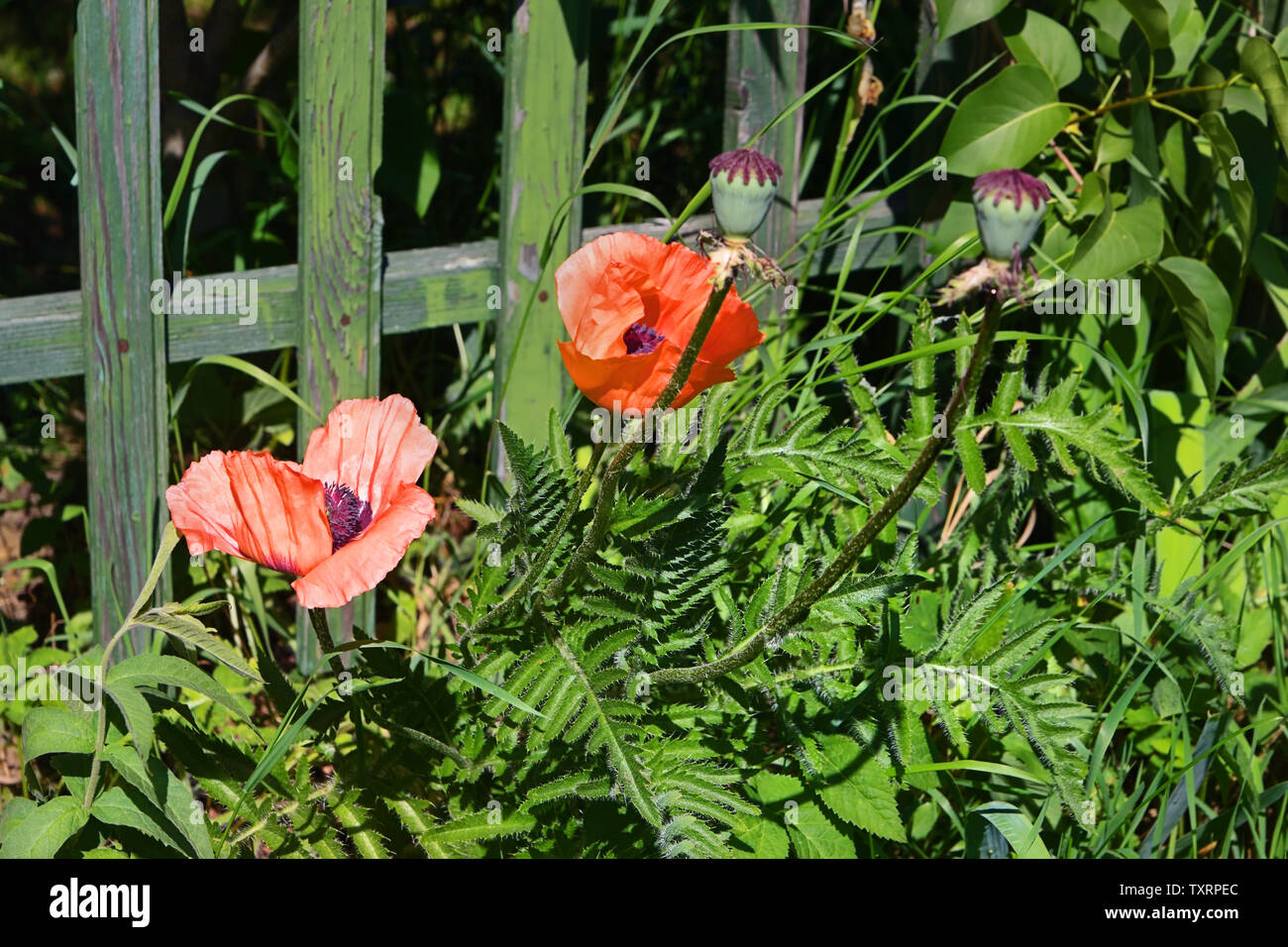 Poppy grows in grass nearly wooden fence Stock Photo