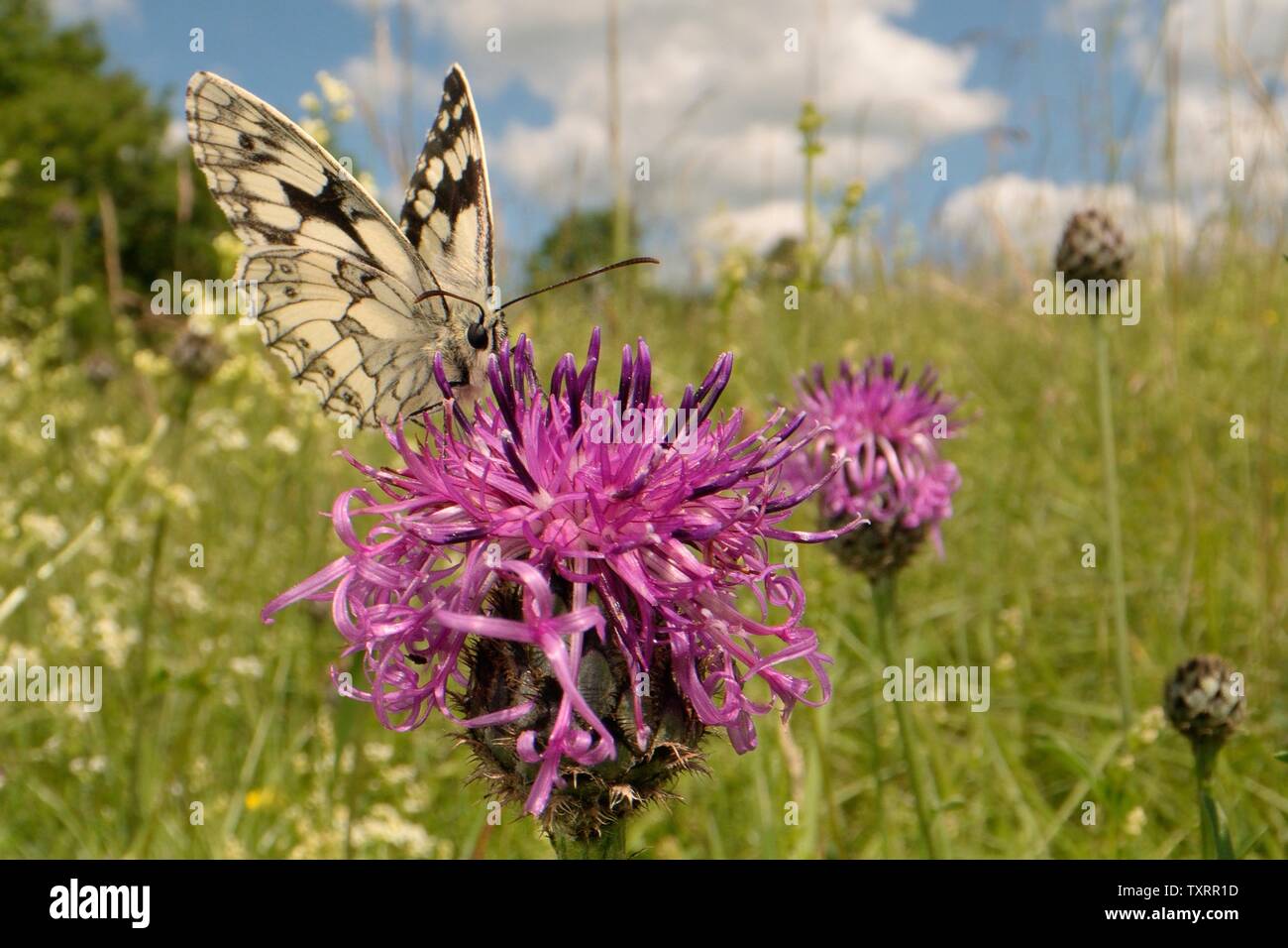 Marbled white butterfly (Melanargia galathea) nectaring on a Greater knapweed flower (Centaurea scabiosa) in a chalk grassland meadow, Wiltshire, UK, Stock Photo