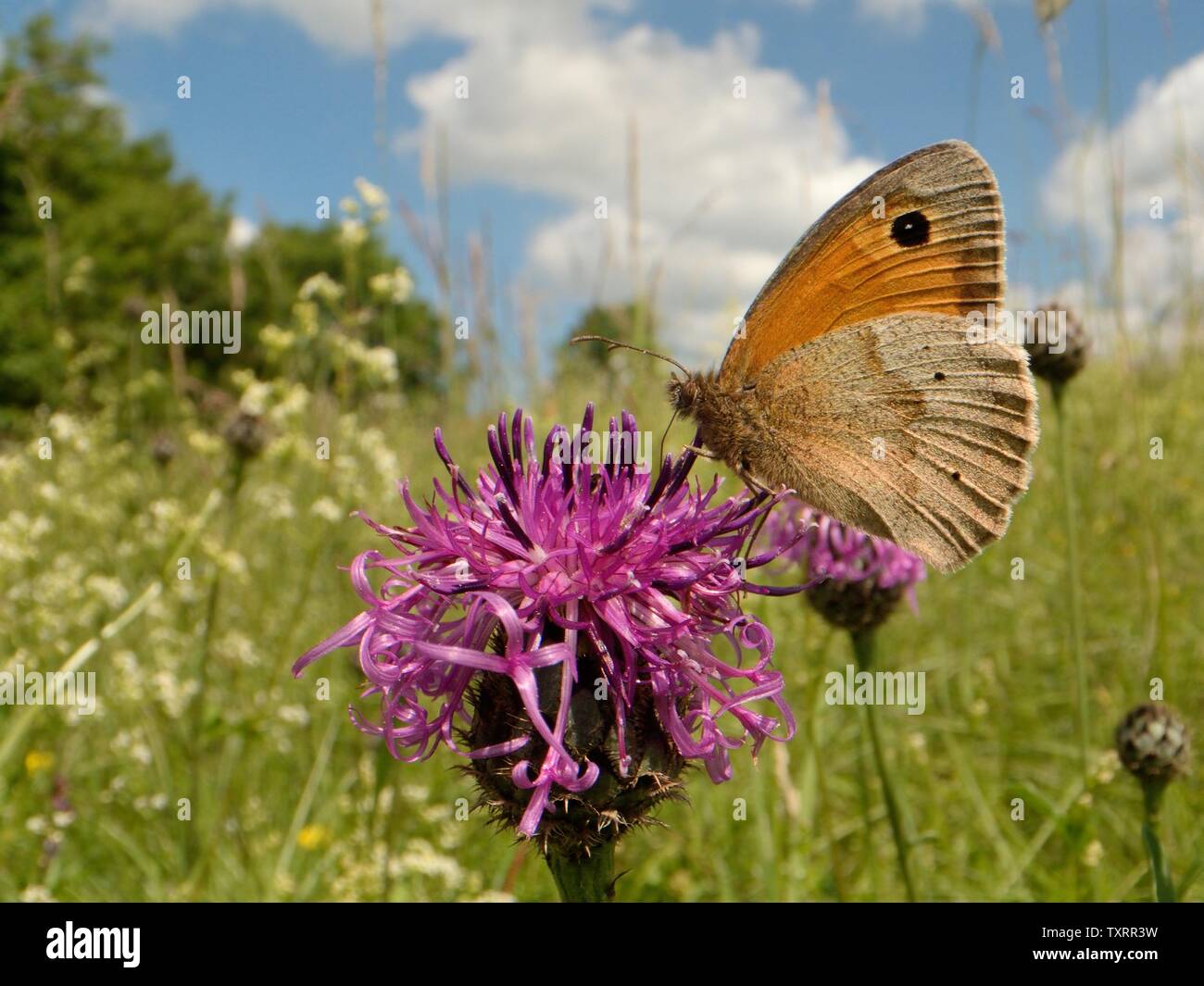 Purple flower spotted knapweed centaurea hi-res stock photography and ...
