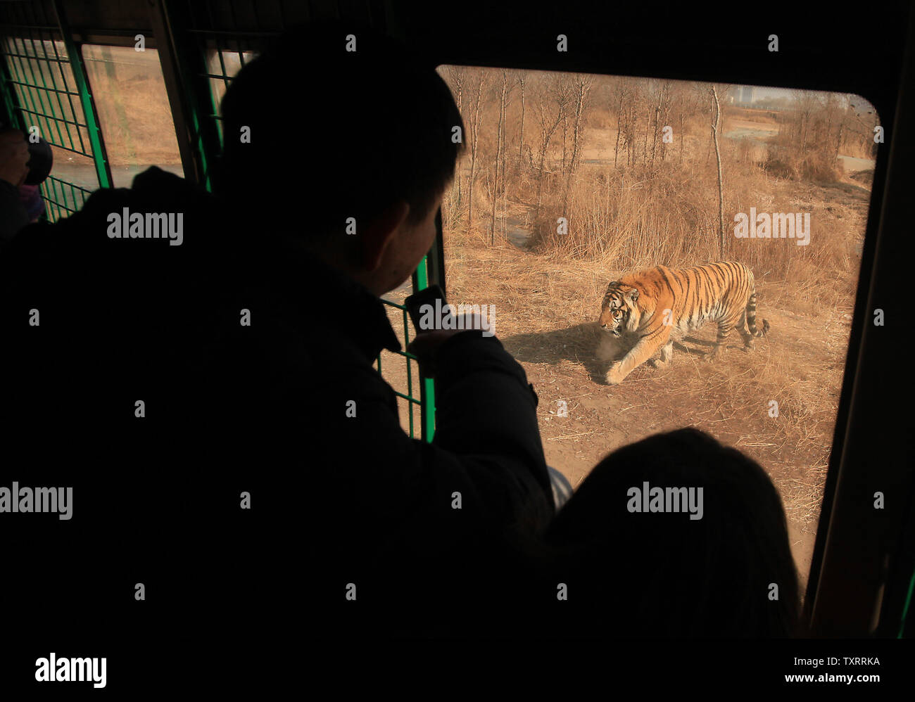 Siberian tigers, the largest felid in the world, are kept in captivity