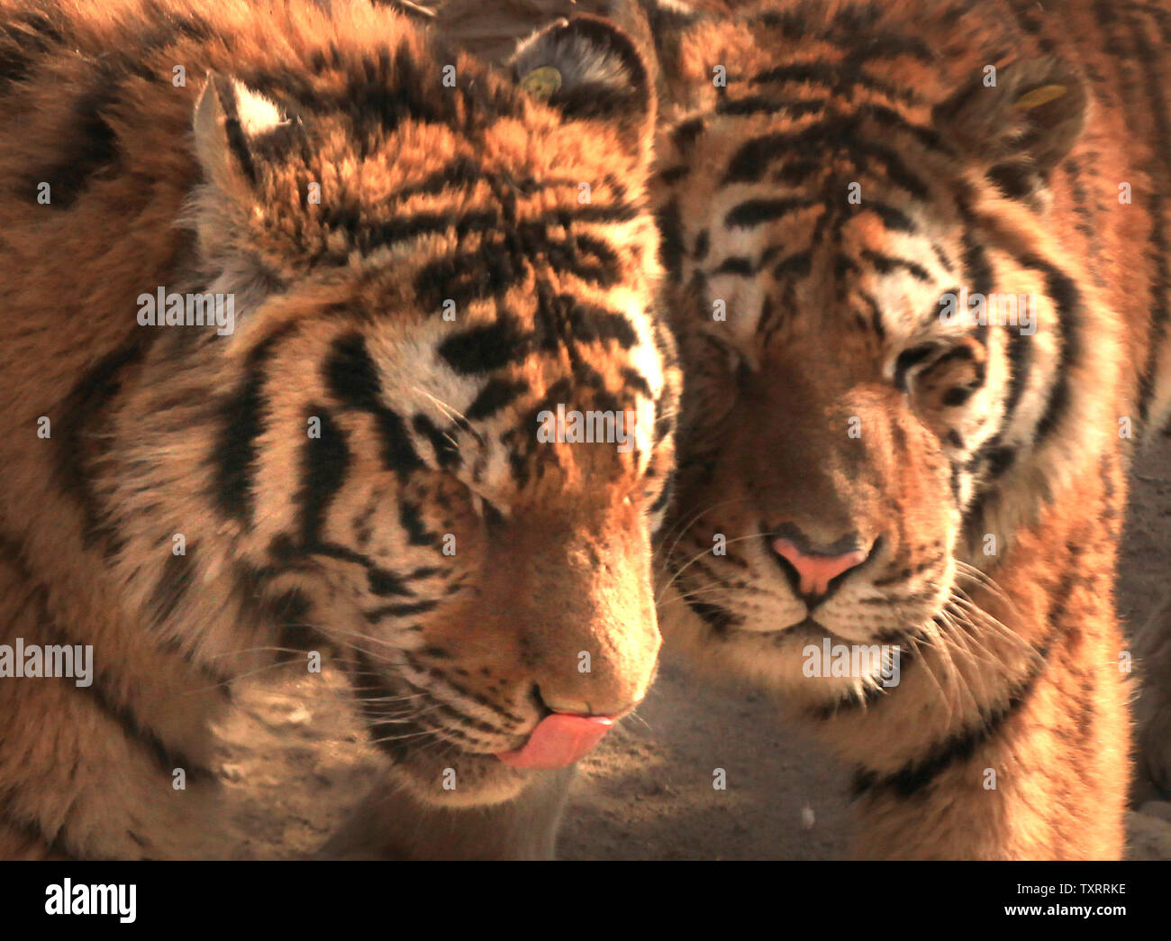 Siberian tigers, the largest felid in the world, are kept in captivity for breeding and tourism at the Siberian Tiger Park in Harbin, the capital of the China's northern Heilongjiang Province near Russia, February 27, 2012.  The park is the largest natural park (355.8 acres) for wild Siberian tigers in the world at present.  There are over 500 purebred Siberian tigers, along with white tigers, lions, leopards, black pumas and Bengali tigers.     UPI/Stephen Shaver Stock Photo