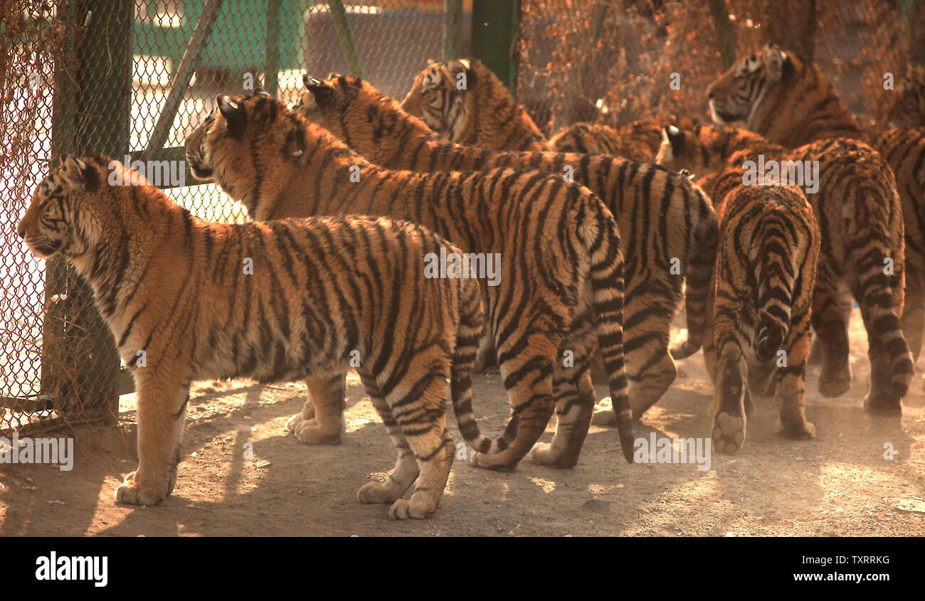 Siberian tigers, the largest felid in the world, are kept in captivity for breeding and tourism at the Siberian Tiger Park in Harbin, the capital of the China's northern Heilongjiang Province near Russia, February 27, 2012.  The park is the largest natural park (355.8 acres) for wild Siberian tigers in the world at present.  There are over 500 purebred Siberian tigers, along with white tigers, lions, leopards, black pumas and Bengali tigers.     UPI/Stephen Shaver Stock Photo