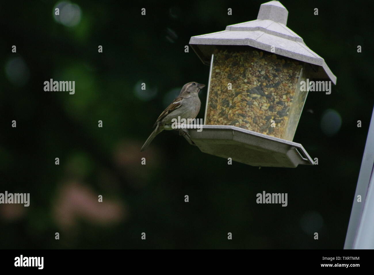 House Sparrow With Suet Pellet In Bill On Bird Feeder Stock Photo