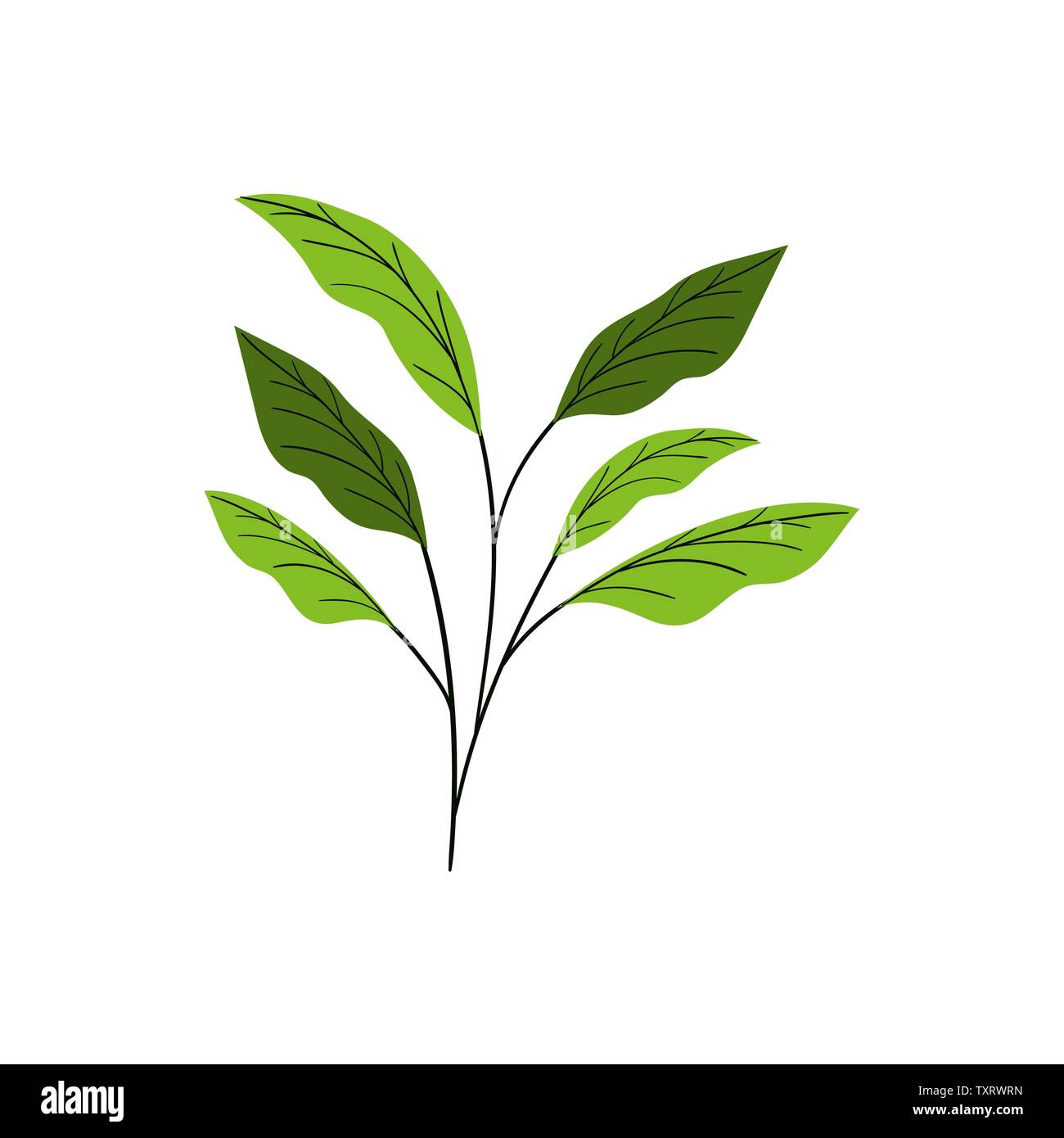 branch with leaves on white background Stock Vector Image & Art - Alamy