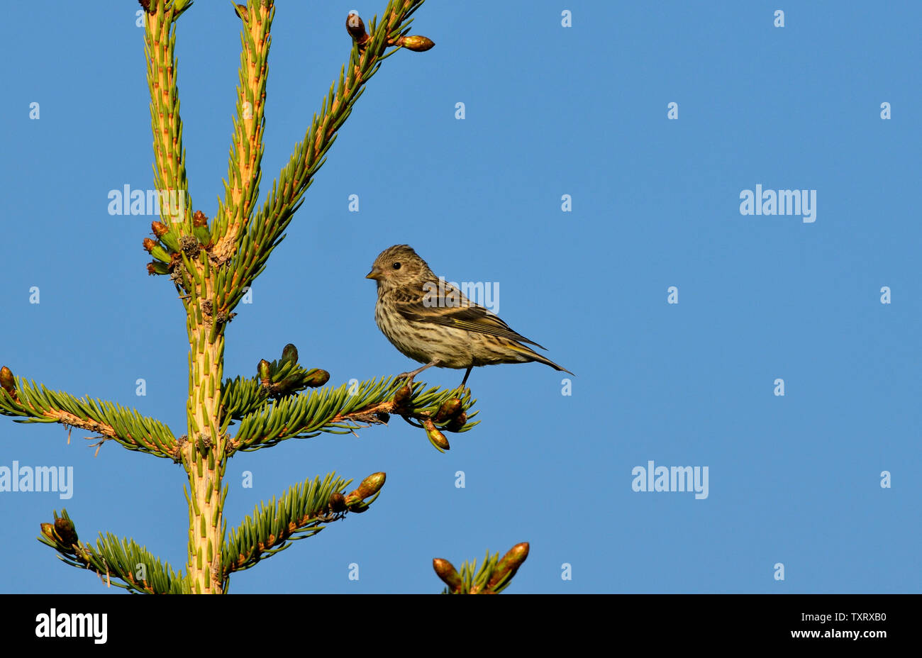 A horizontal image of a Pine Siskin bird ' Carduelis pinus', perched on a spruce tree branch against a blue sky background. Stock Photo