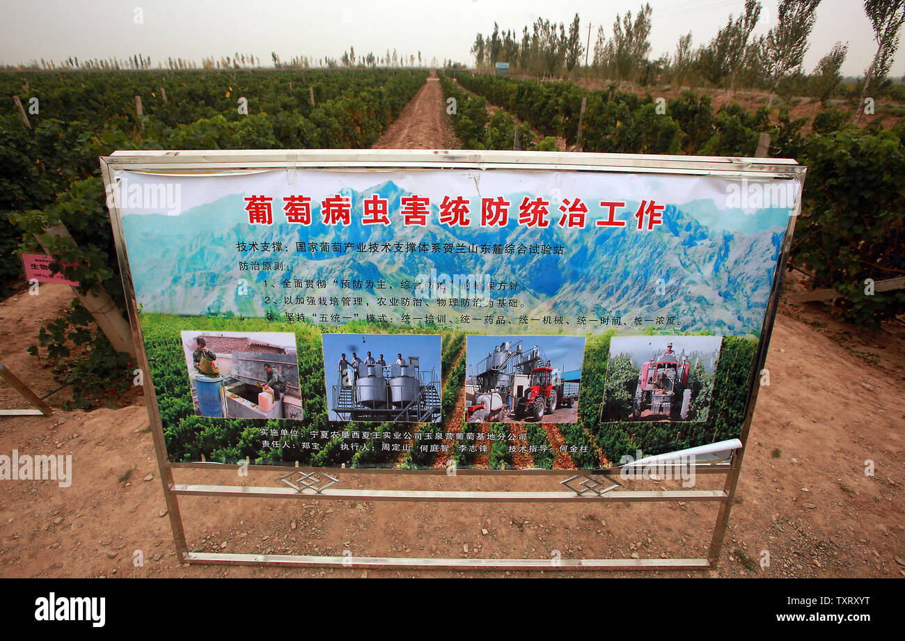 A Poster Board Explaining Facets Of Wine Production By Xixia Wineries One Of China S Top Wine Makers Stands Over A Vineyard Of French And Austrian Grapes In Yinchuan The Capital Of China S