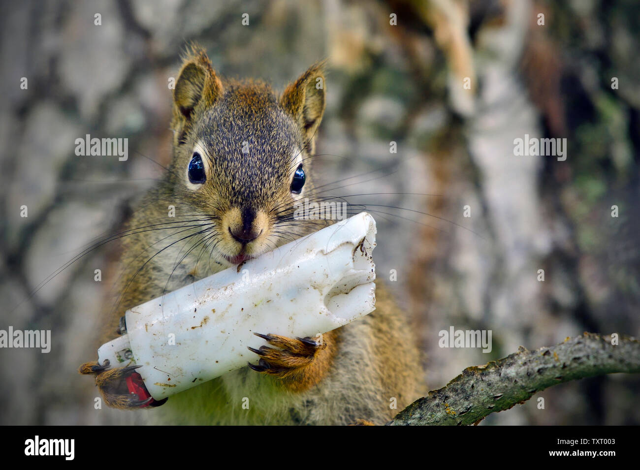A close up image of a red squirrel ,'Tamiasciurus hudsonicus', playing with a discarded disposable lighter Stock Photo
