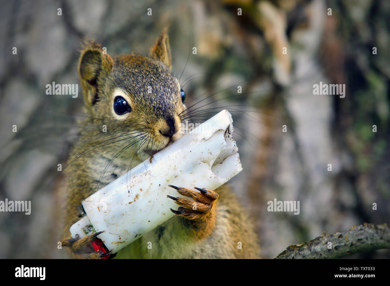 A red squirrel 'Tamiasciurus hudsonicus', holding a disposable lighter that has been discarded in his wild habitat Stock Photo