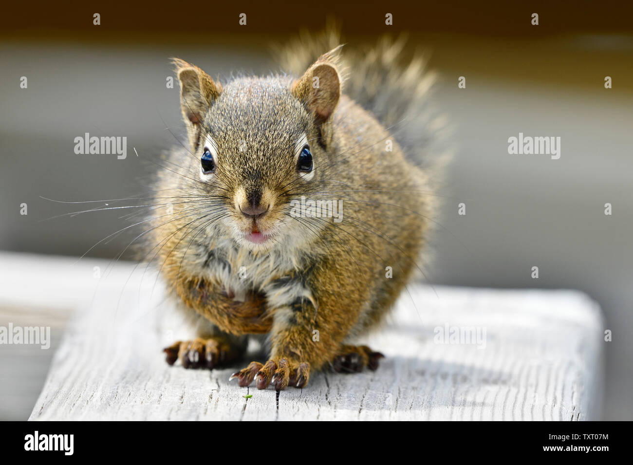 A young red squirrel 'Tamiasciurus hudsonicus', walking forward on a wooden railing in Hinton Alberta Canada. Stock Photo