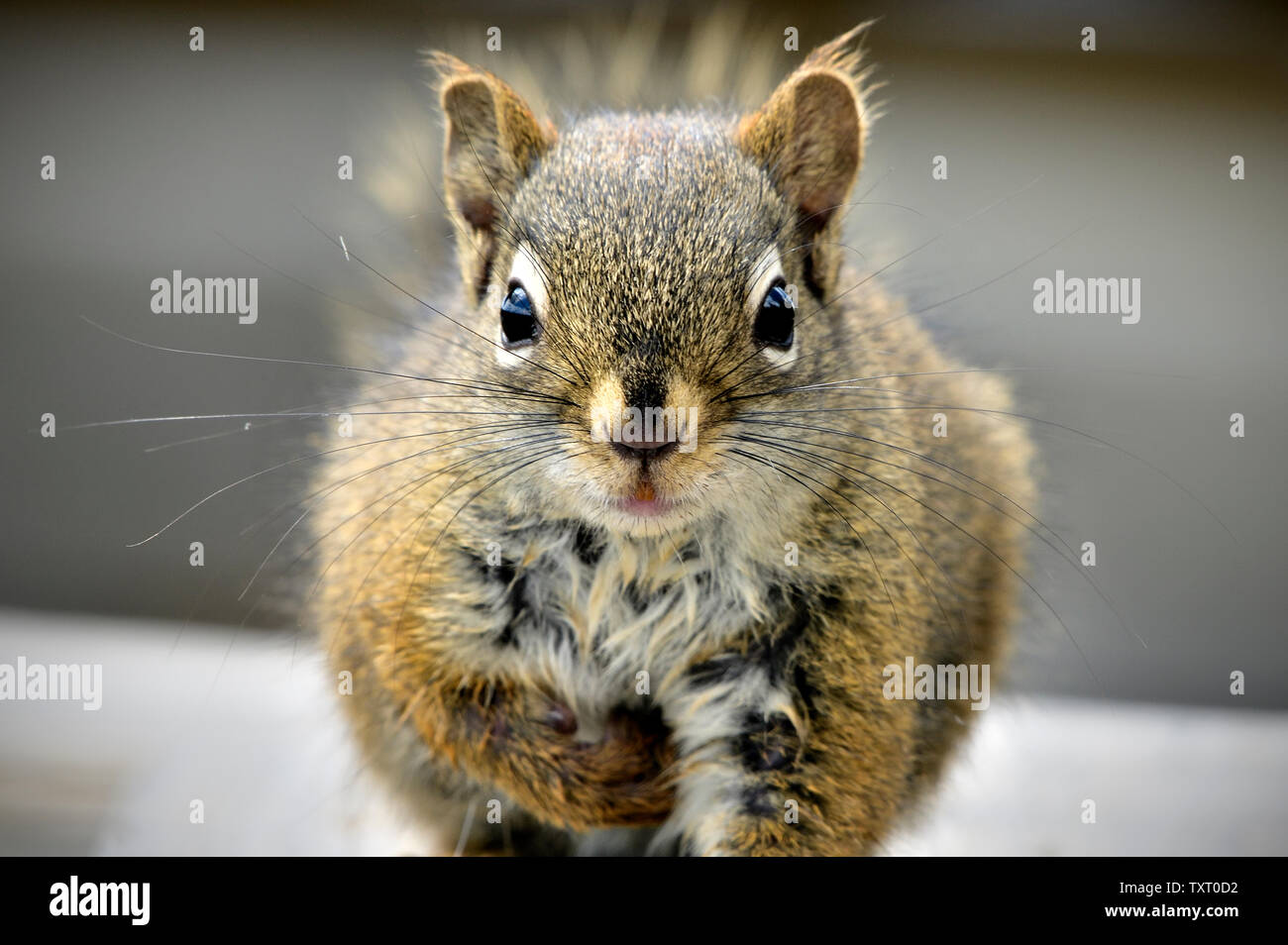 A front view of young red squirrel 'Tamiasciurus hudsonicus', walking forward in rural Alberta Canada. Stock Photo
