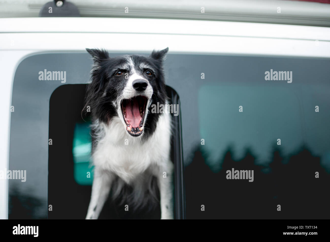 Dog Barking from Car Window. Old Black and White Border Collie Looking out of the Window. Stock Photo