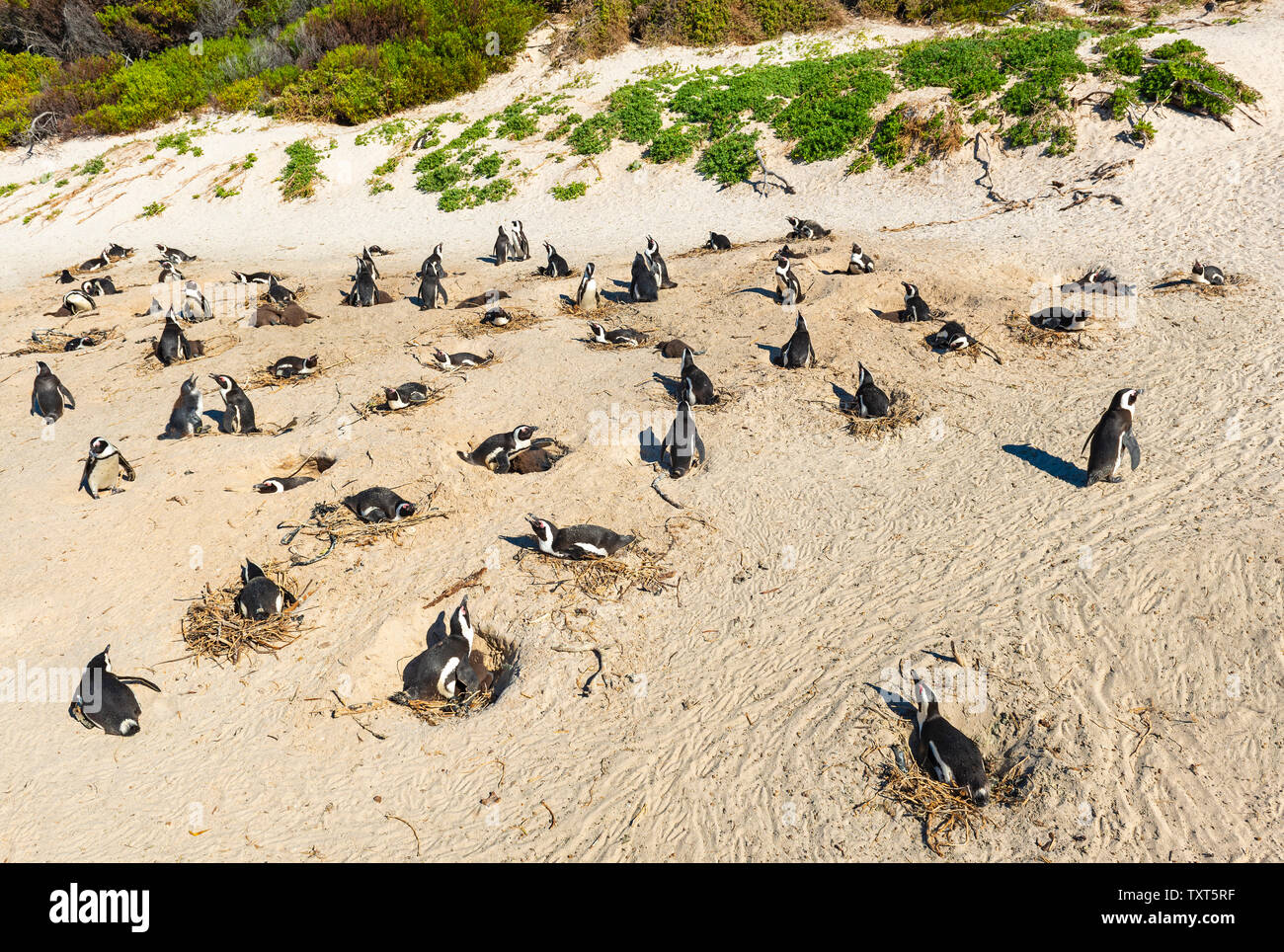 Colony of nesting black-footed (Spheniscus demersus), jackass or African penguins in a sand dune, Boulder Beach, Cape Town, South Africa. Stock Photo
