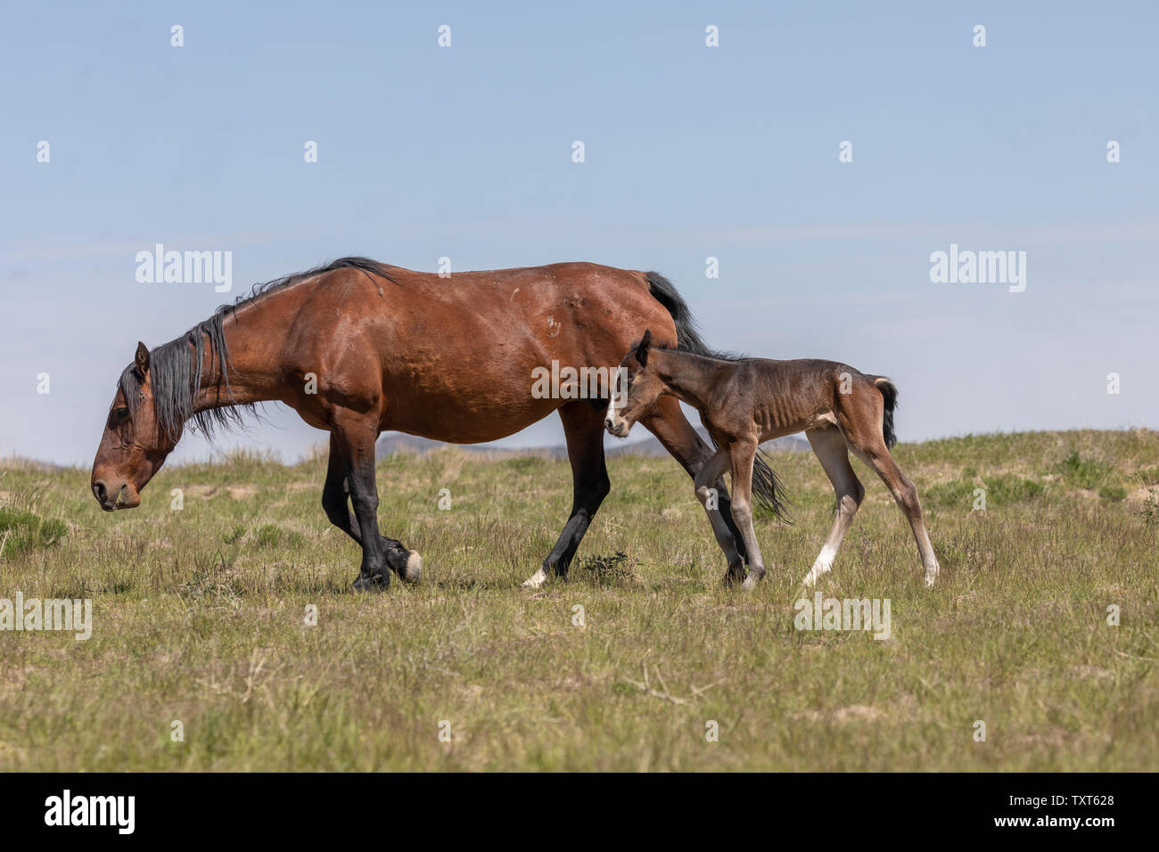 Wild Horse Mare and Foal Stock Photo - Alamy