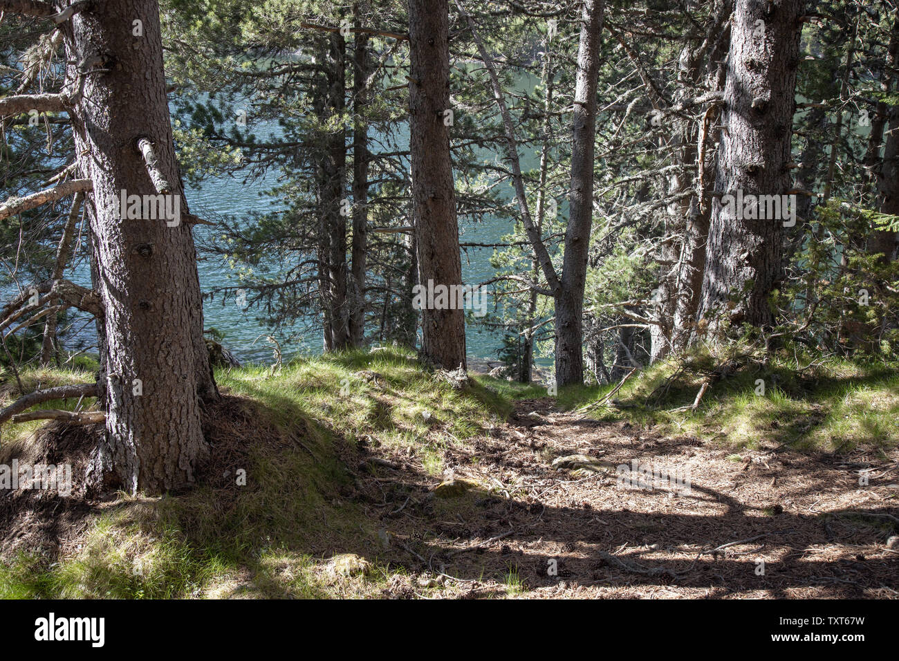 Mountain pine tree in a Spanish Pyrenees Stock Photo Alamy