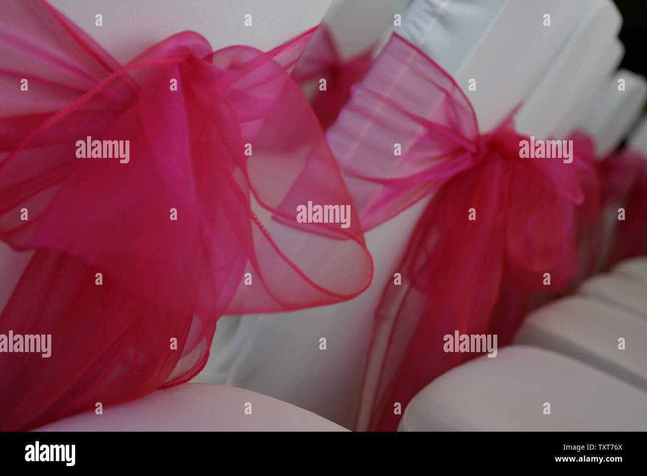 bright pink bows tied on backs of chairs for wedding ceremony Stock ...