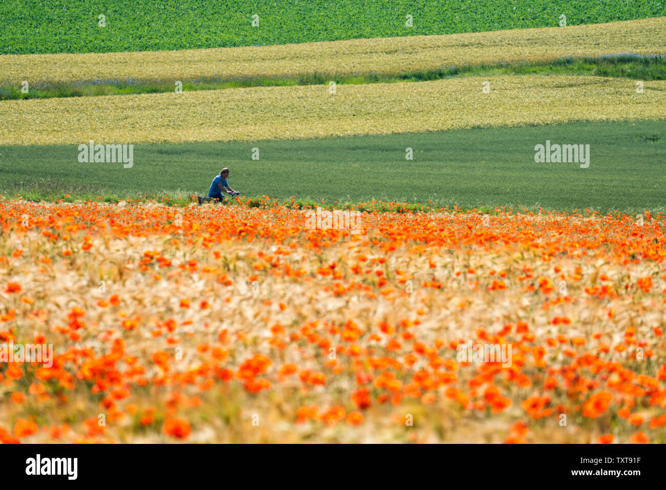 Common red poppy, corn field, biking way, near Oberweser, Weser Uplands, Weserbergland, Hesse, Germany Stock Photo